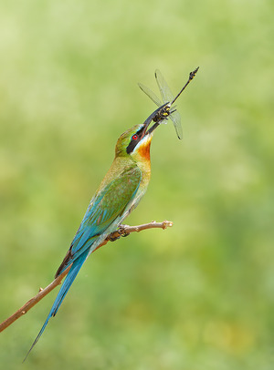 Blue-tailed Bee-eater