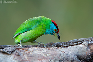 Blue-throated Barbet