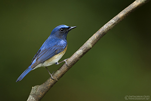 Blue-throated blue flycatcher