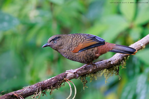 Blue-winged Laughingthrush