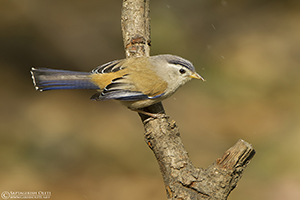 Blue-winged Minla