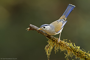 Blue-winged Minla
