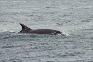 Bottlenose Dolphins