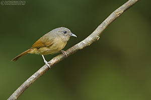 Brown-cheeked Fulvetta