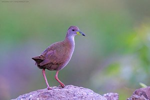 Brown Crake