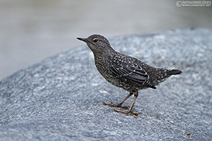 Brown Dipper