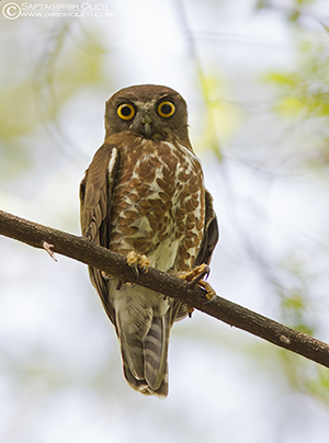 Brown Hawk-owl