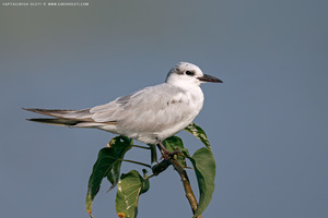Caspian Tern