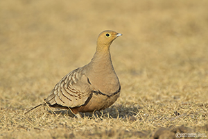 Chestnut-bellied Sandgrouse