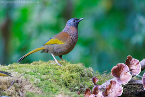 Chestnut-crowned Laughingthrush