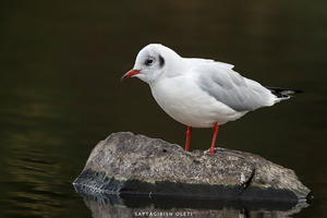 Common Black-headed Gull
