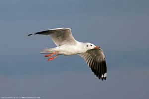 Common Black-headed Gull