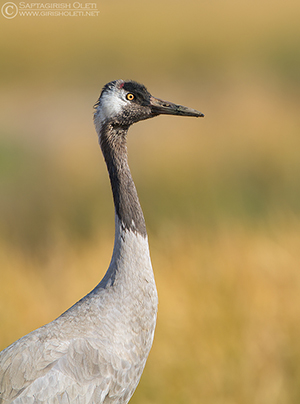 Common Crane