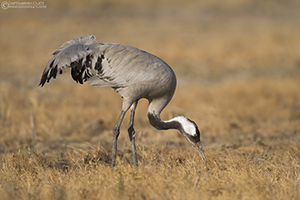 Common Crane