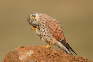 Common Kestrel photographed at Bangalore, India