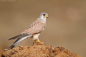 Common Kestrel photographed at Bangalore, India