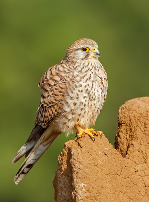 Common Kestrel photographed at Bangalore, India