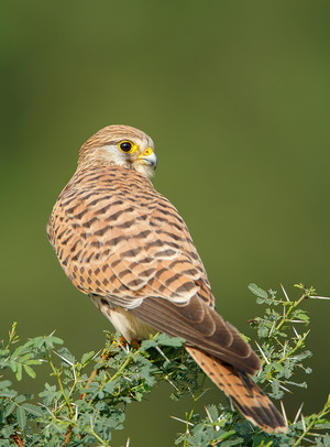 Common Kestrel photographed at Bangalore, India