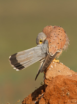 Common Kestrel photographed at Bangalore, India