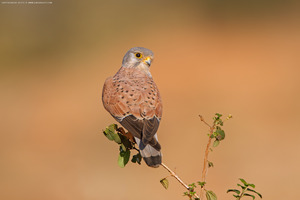 Common Kestrel photographed at Bangalore, India
