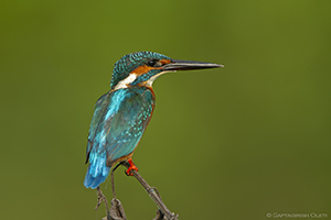 Common Kingfisher