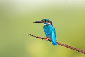 Common Kingfisher