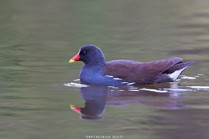 Common Moorhen