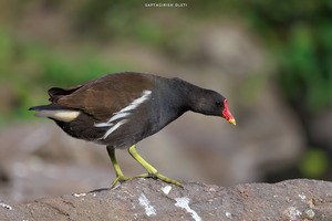 Common Moorhen