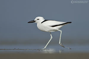 Crab-plover