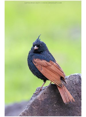 Crested Bunting