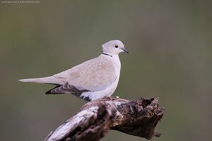 Eurasian Collared-dove