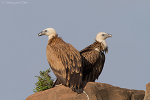 Eurasian Griffon-Vulture