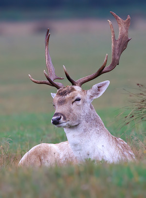 European Fallow deer