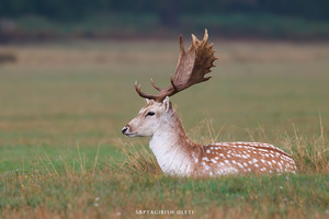 European Fallow deer