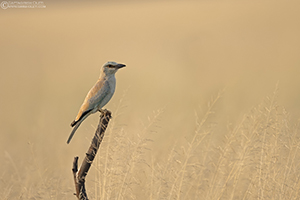 European Roller