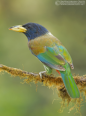 Great Barbet