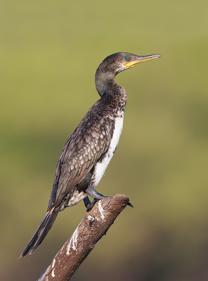 Great Cormorant