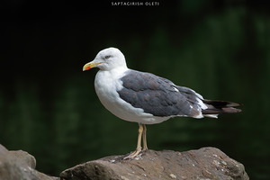 Great black-backed gull