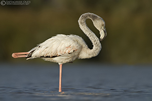 Greater Flamingo