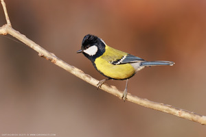 Green-backed Tit