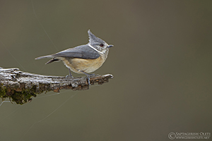 Grey-crested Tit (Brown Crested Tit)