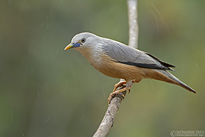 Grey-headed Starling (Chestnut-tailed Starling)