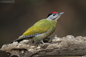 Grey-headed Woodpecker