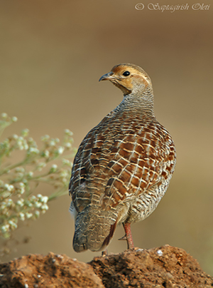 Grey Francolin