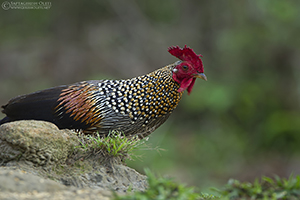 Grey Junglefowl
