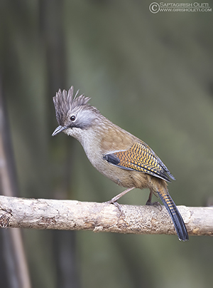 Hoary-throated Barwing