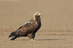 Imperial Eagle
