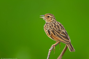 Indian Bushlark