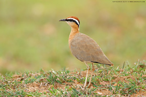 Indian Courser