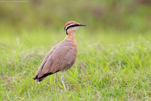 Indian Courser photographed at Bhigwan, Maharastra